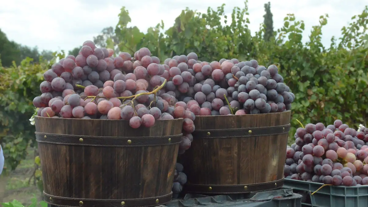 En este viñedo se produce uva globo y riviere, en agosto terminó la cosecha con producción inicial de 20 toneladas por hectárea. Foto Luis Luévanos